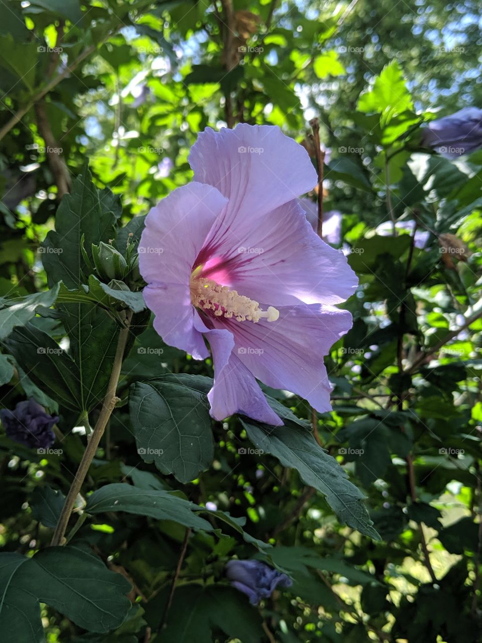 Hibiscus blossom in the shade