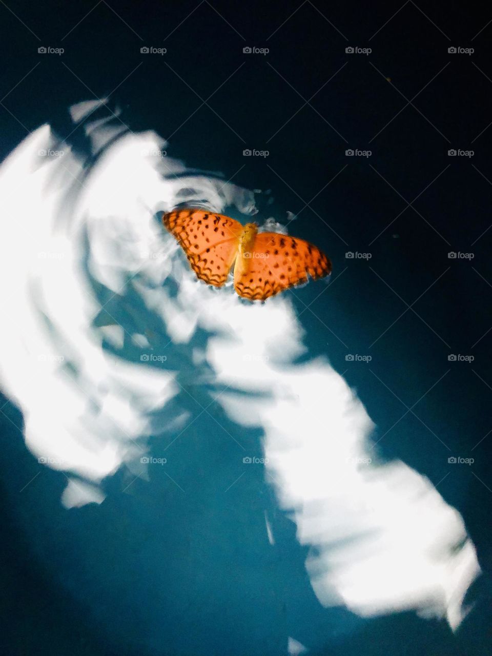 Beautiful Butterfly on 💦