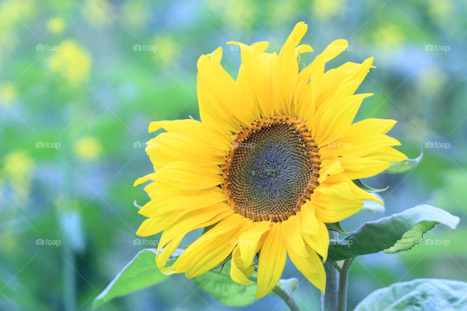 Sun flower