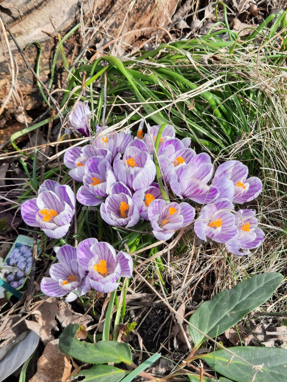 white stripped violet crocuses on a sunny day