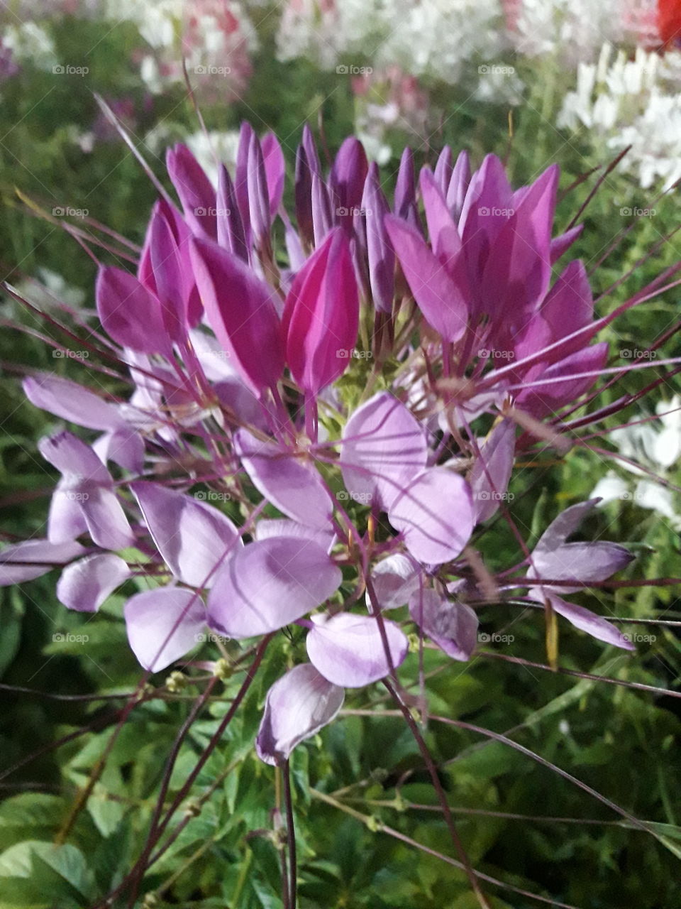special purple flora.