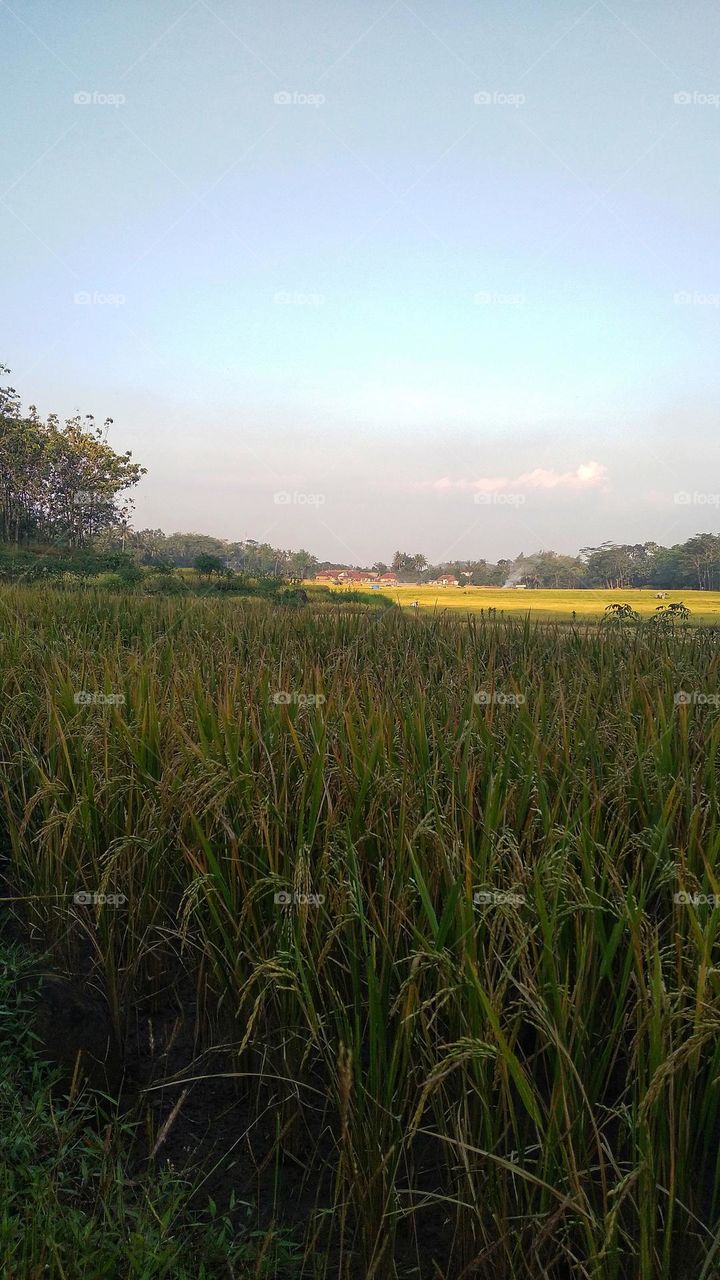 The view of the rice fields in the afternoon