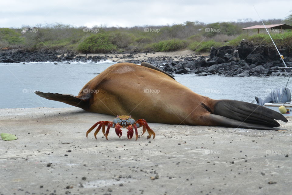 Crab and Sea lion