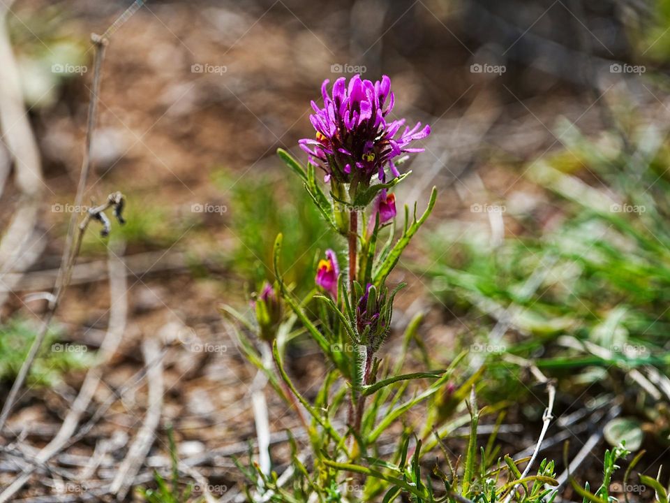 A purple flower rises from the Arizona desert following Spring rain