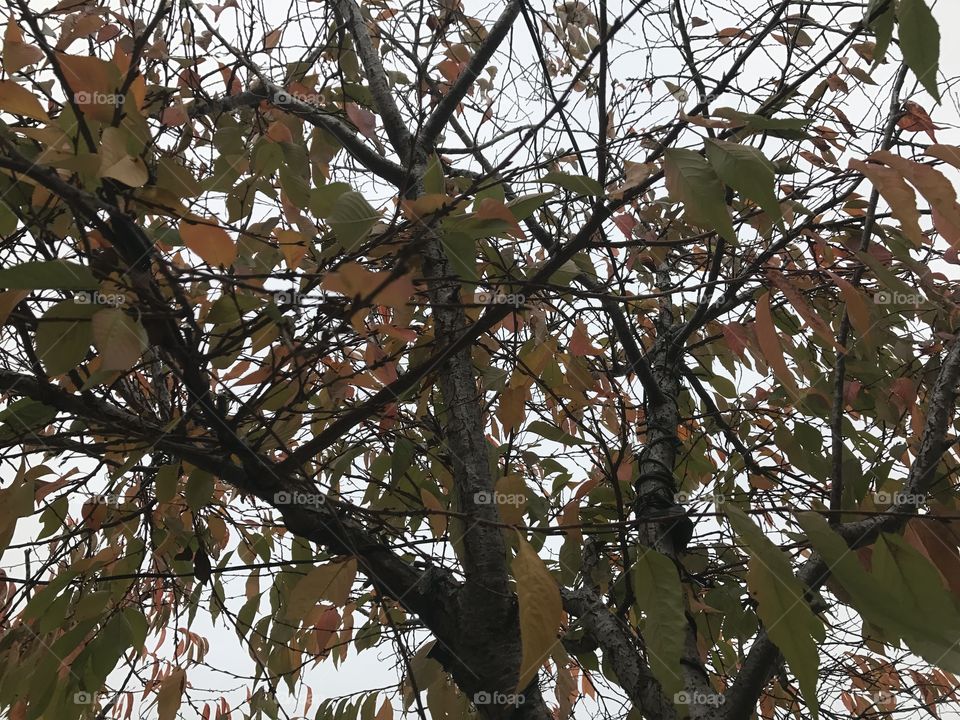 Last of the Fall leaves 