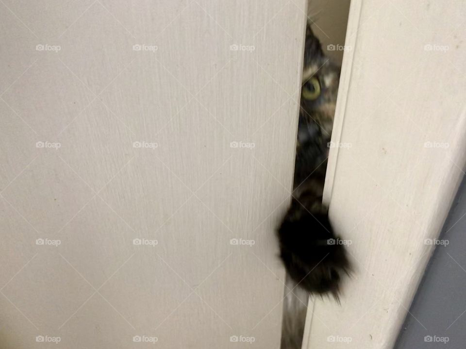 Attack of the Paw 🐾!!!!