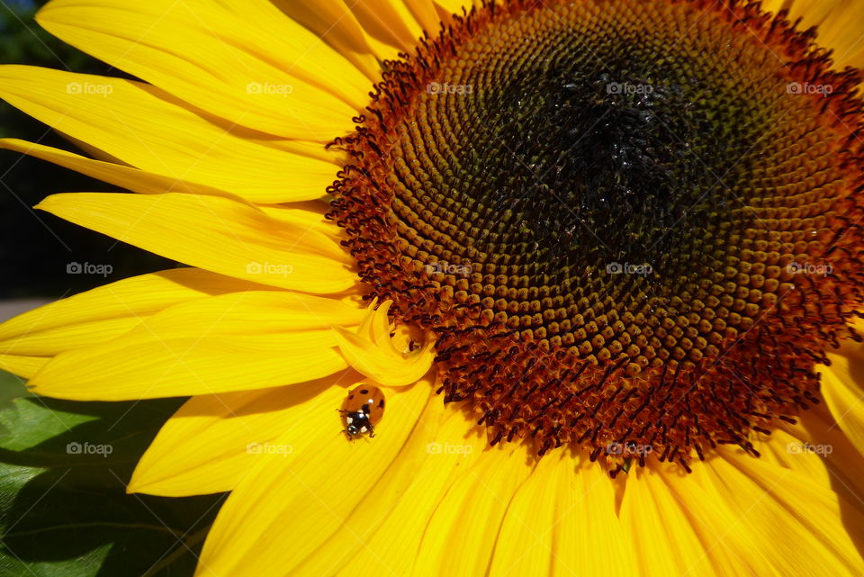 Ladybug on a sunflower 