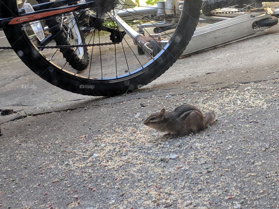 chipmunk