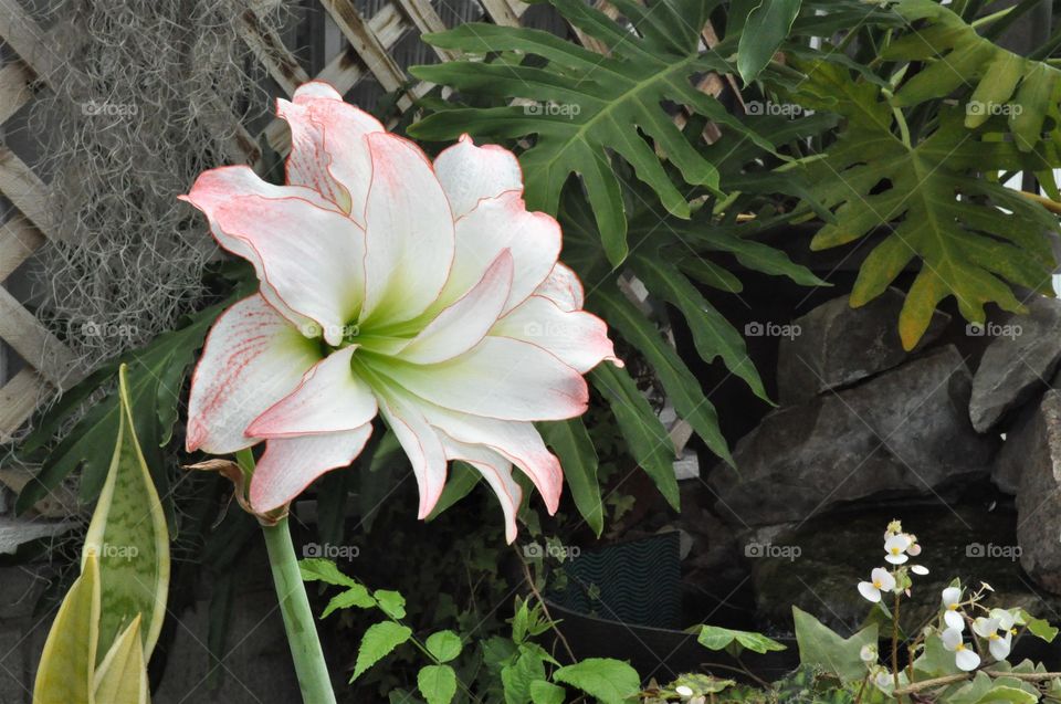 pink and white flower