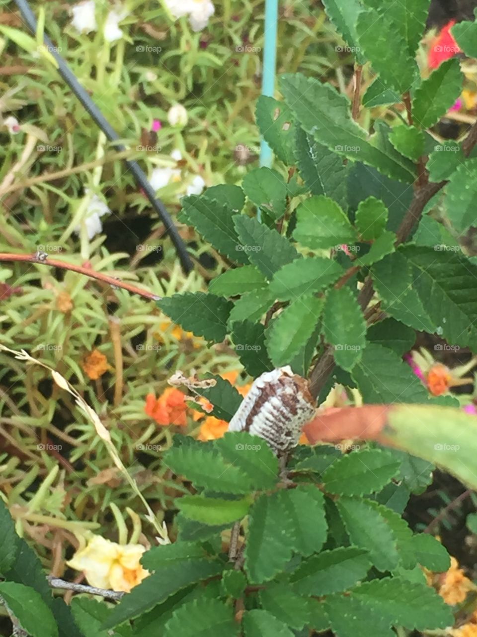 Preying mantis egg sack