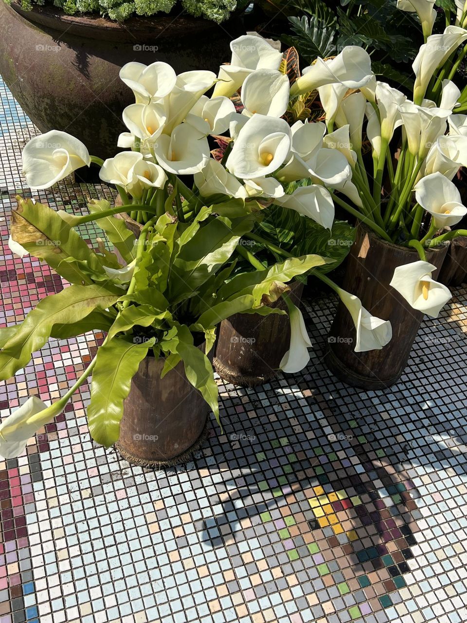 Alocasia in Yang Ming Shan