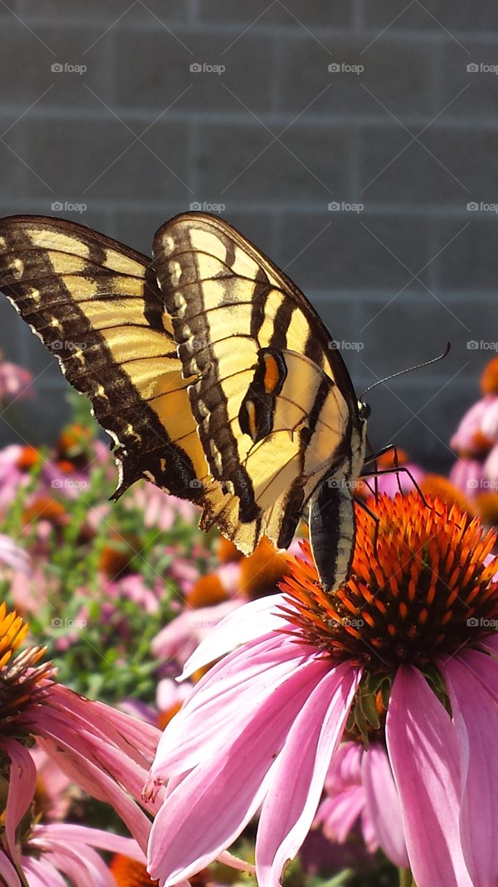 Butterfly gathering nectar