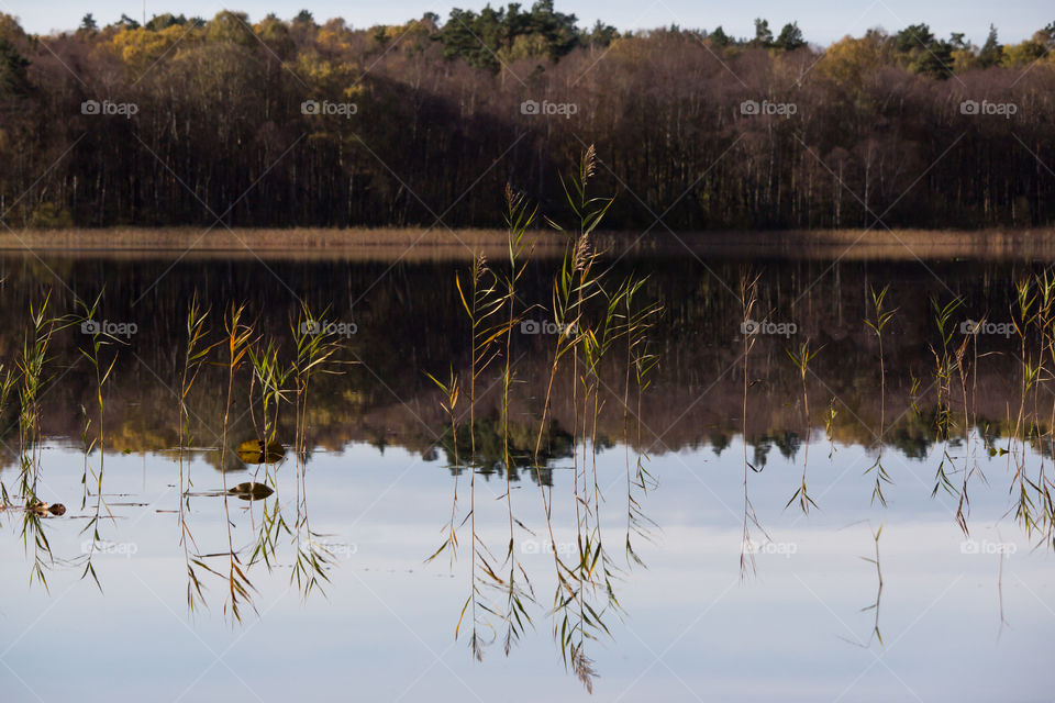 Autumn, reeds in the lake, reflection on mirror lake - höst, vass reflektion spegelblank sjö 