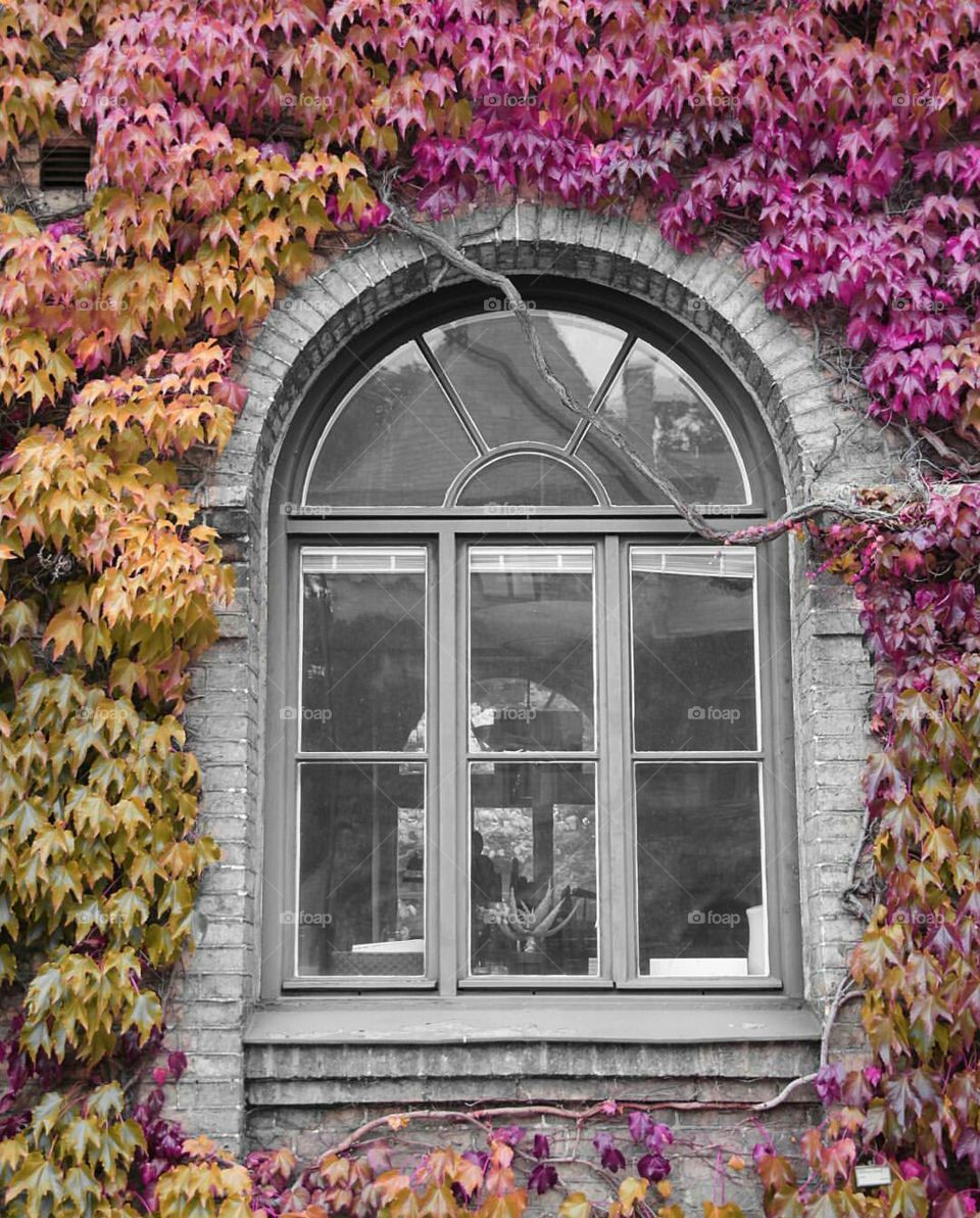 "if you cannot convince them, confuse them". this wall was all green until I played with the colours. I feel that the photo comes to life more in this mode :)