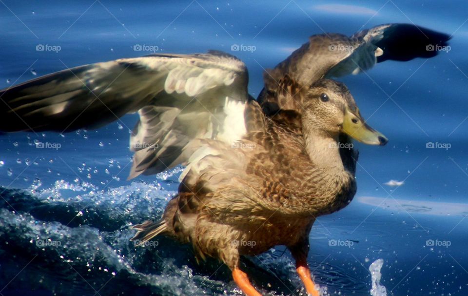 Duck Landing in the Water