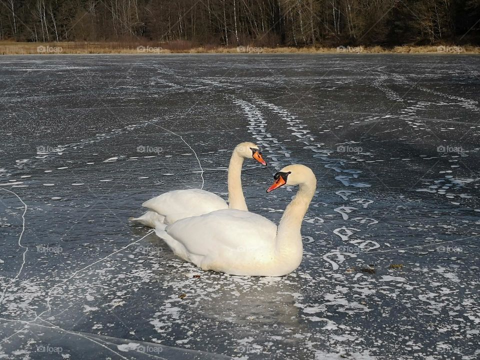 Ein Schwanenpaar auf dem Eis