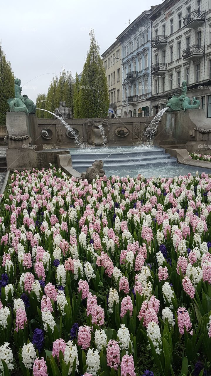 Flower, Garden, No Person, Architecture, Outdoors