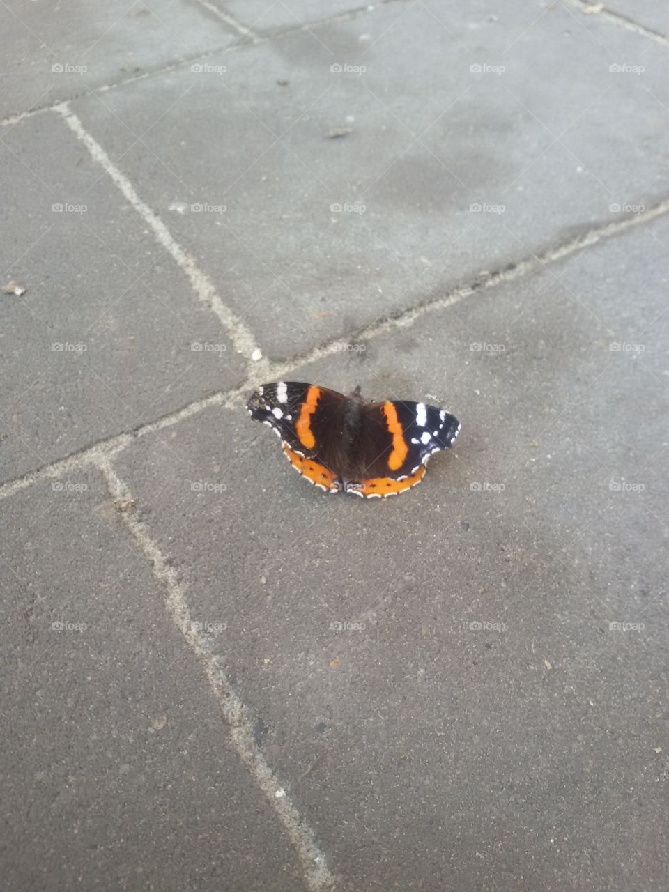 Butterfly on the ground.Macro