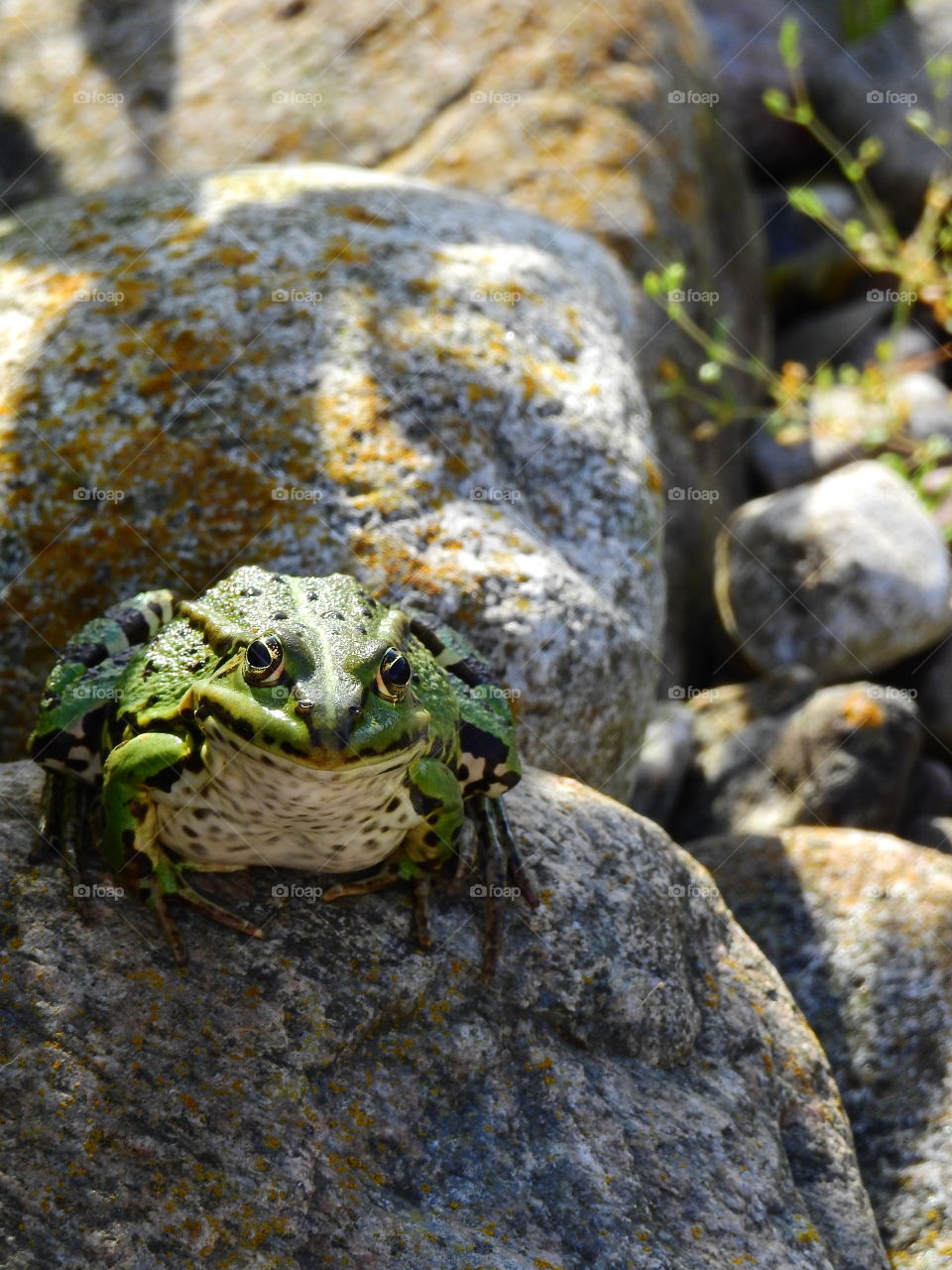 Wildlife in the garden