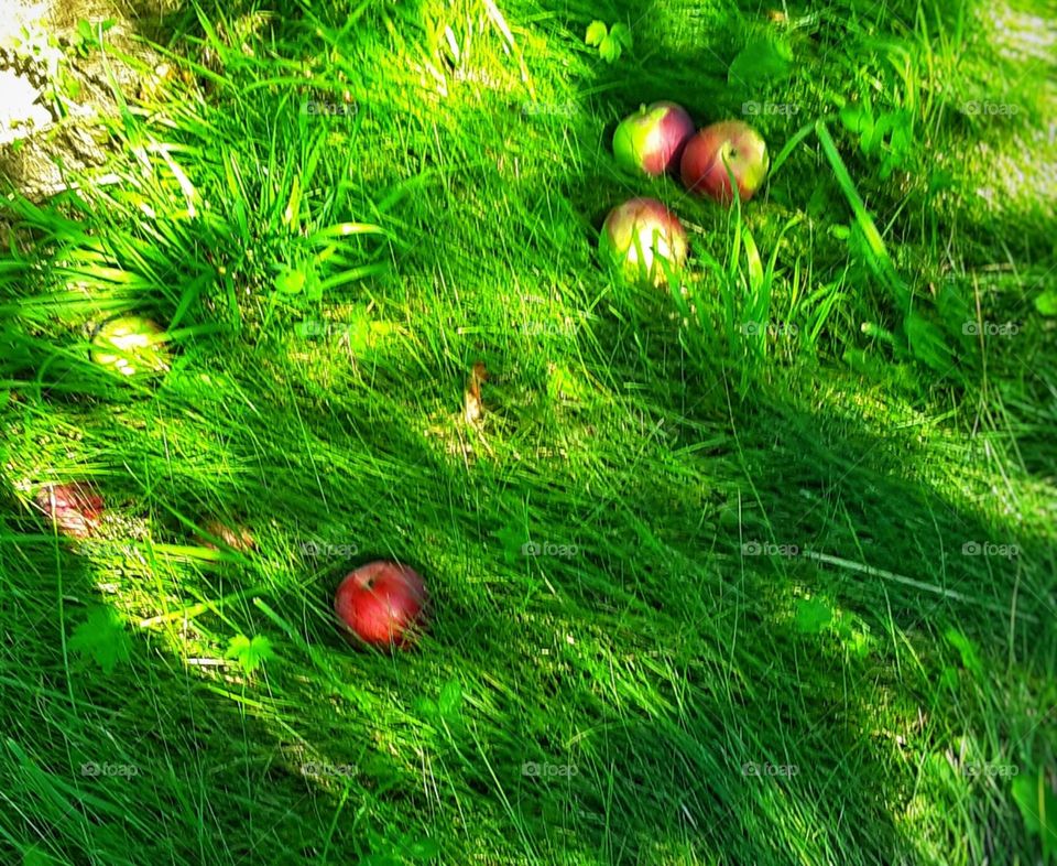 fallen apples