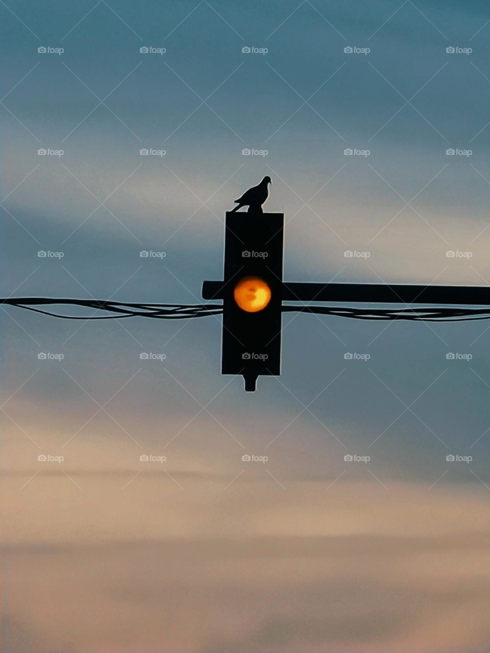 pigeon at the traffic light