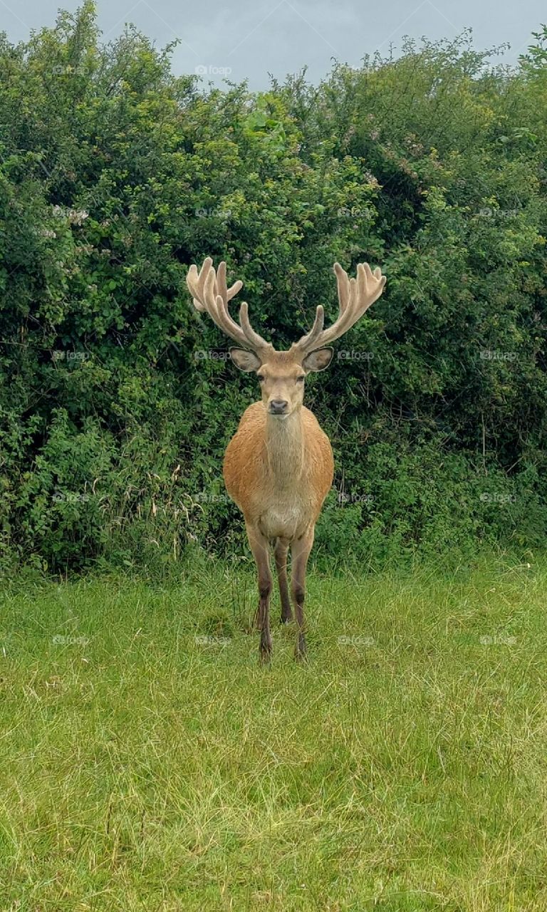 Red deer stag