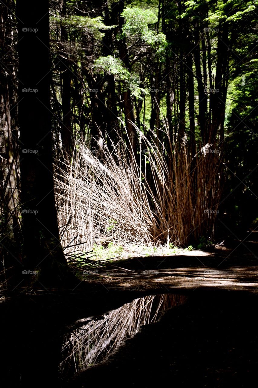 Beautiful path inside the forest