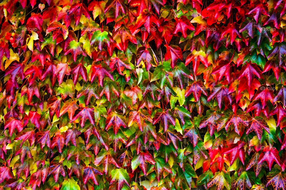 Leafs background multicolored 