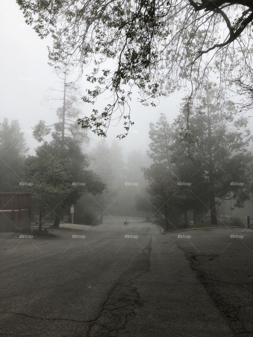 A foggy day in the lush campus of Idyllwild Arts Academy where the horizon is anything you make it. 