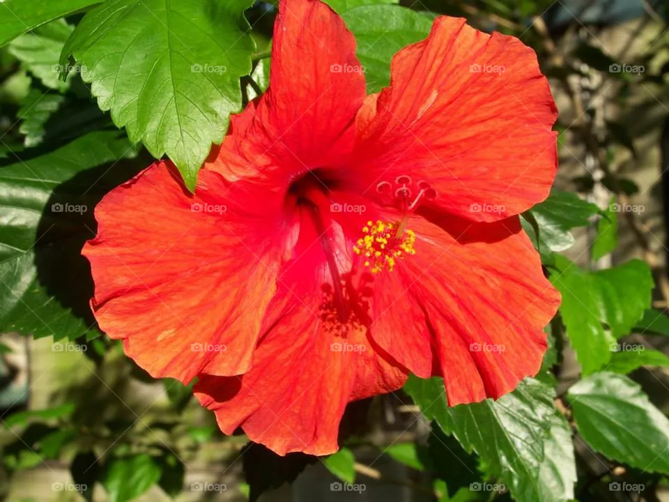 Hibiscus