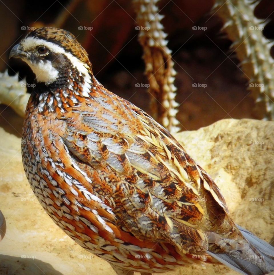 This is a quail at the Indianapolis Zoo in Indiana.