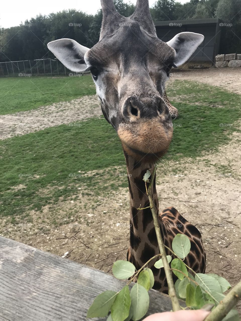 Giraffe feeding