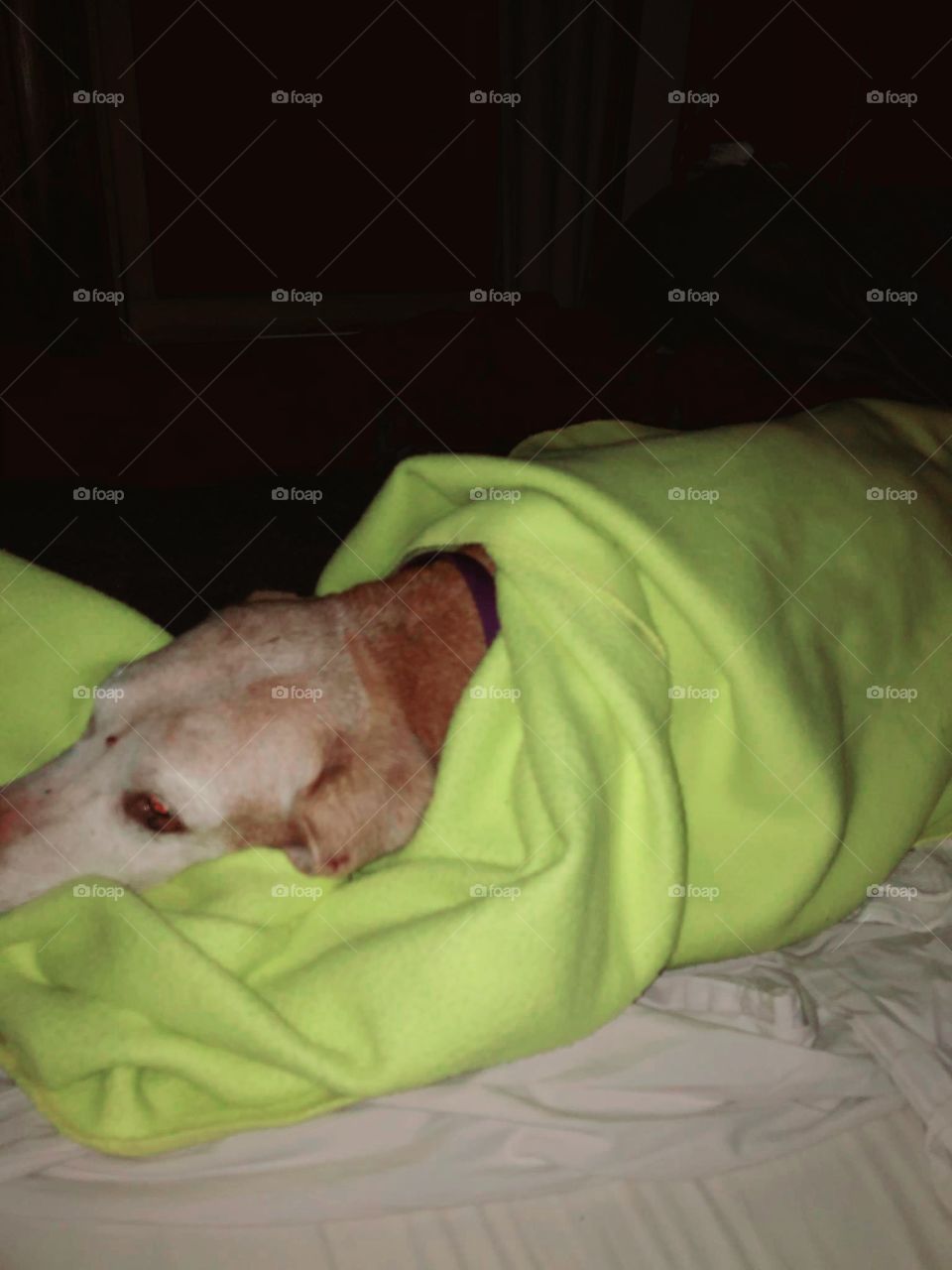 Dog in blanket ready for bed. Vizshla breed of dog, sleeping in bed. Blanket on dog.