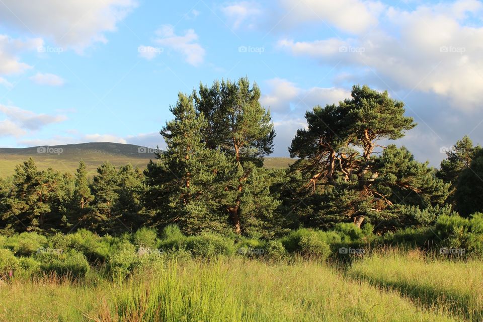 No Person, Outdoors, Landscape, Tree, Nature