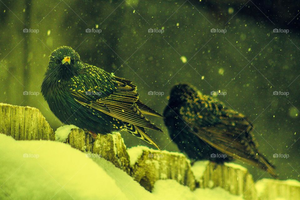 two black and brown birds with white spots perched on a snow covered fence in the middle of a snowstorm