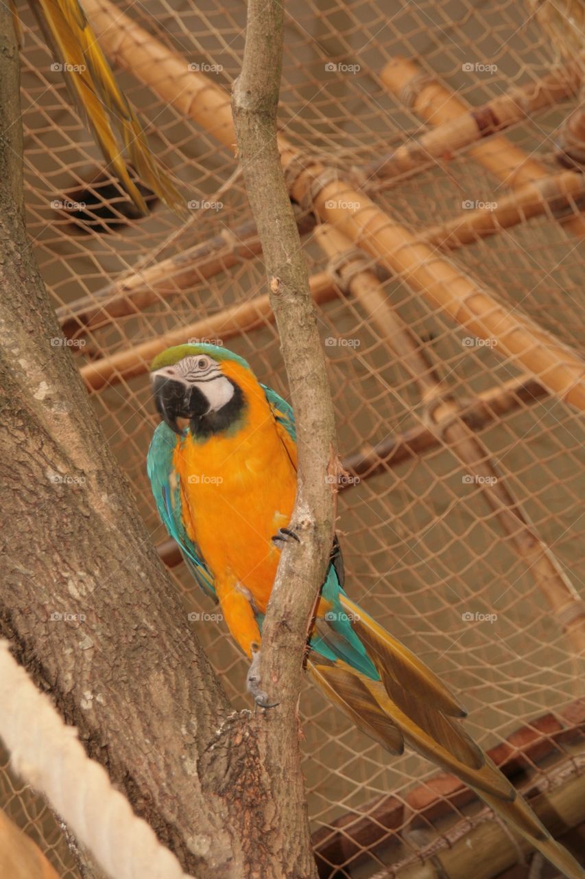 Colorful parrot