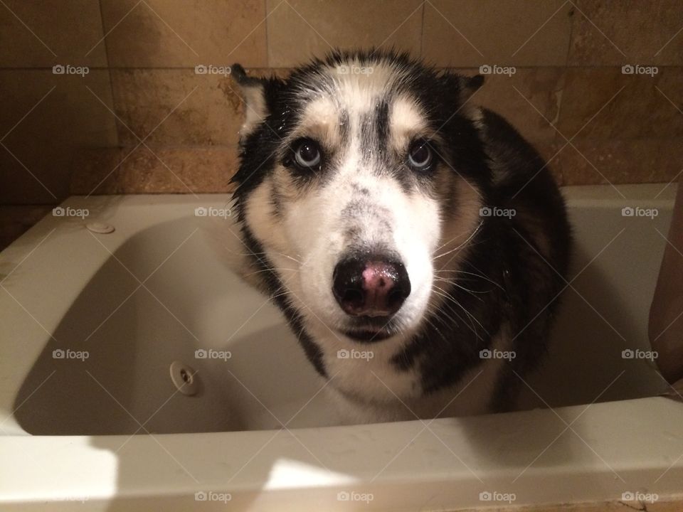 Bath time for Siberian husky 