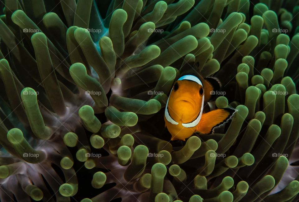 Im a clown. A clown fish on anemone 