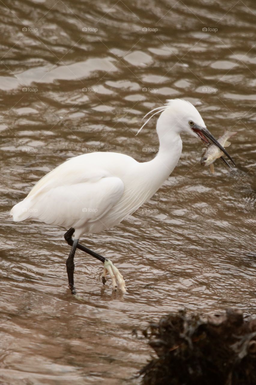 Little egret 
