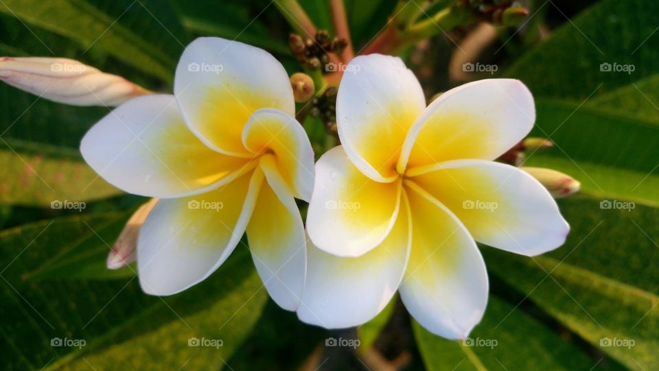 Frangipani 💮💮