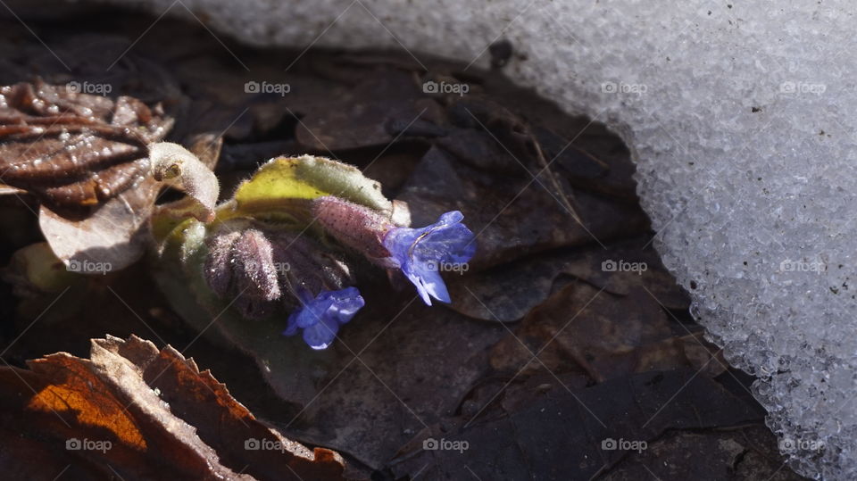 spring flower. nature