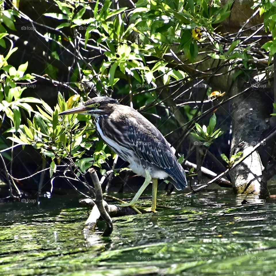 beautiful bird on a log