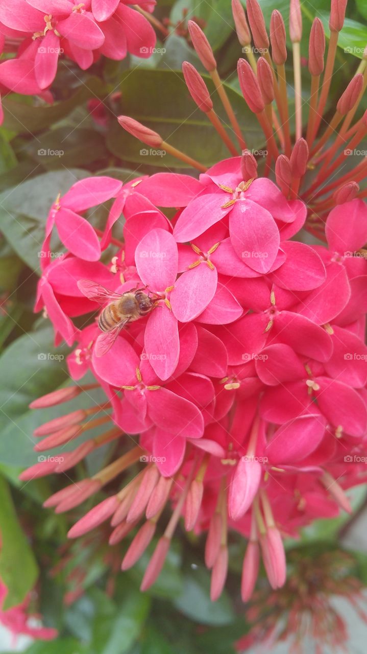 Ever Blooming Ixora with Bee