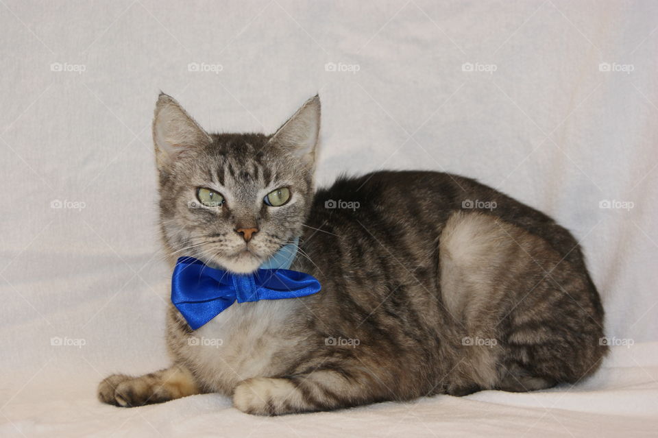 Portrait of cat wearing bow tie