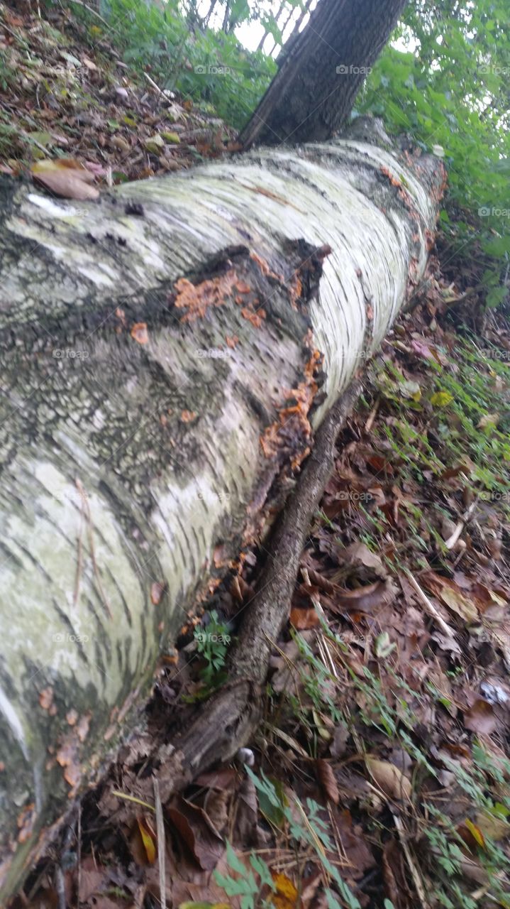fungi on birch
