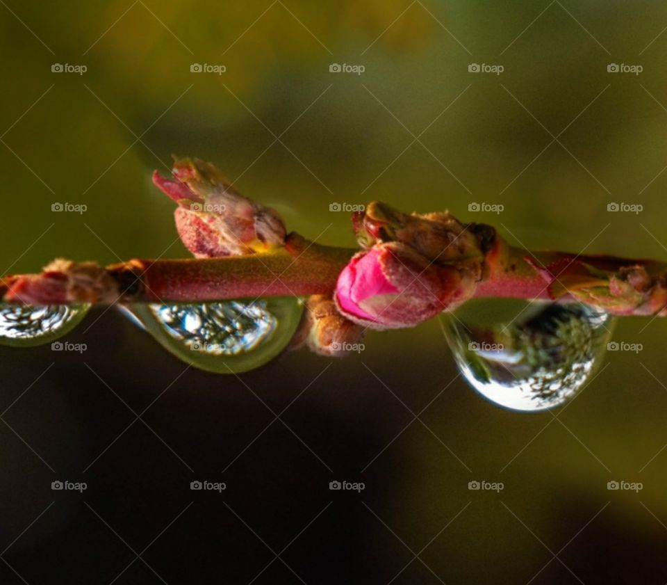 beautiful plant's water drops