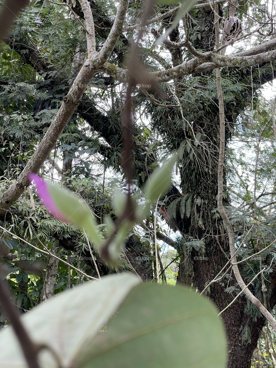 Botão de Flor e folhas