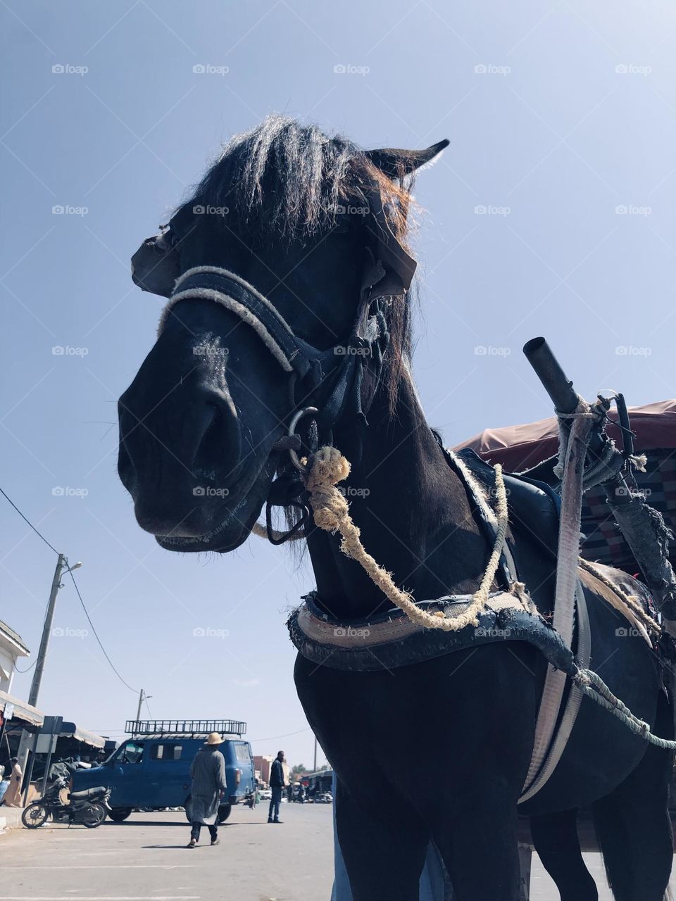 Beautiful horse looking at camera 