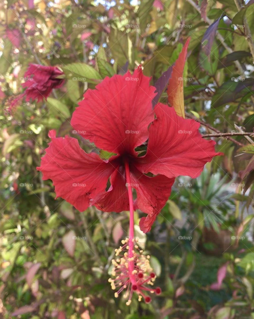 Hibiscus blooming away by itself in the Dominican Republic 