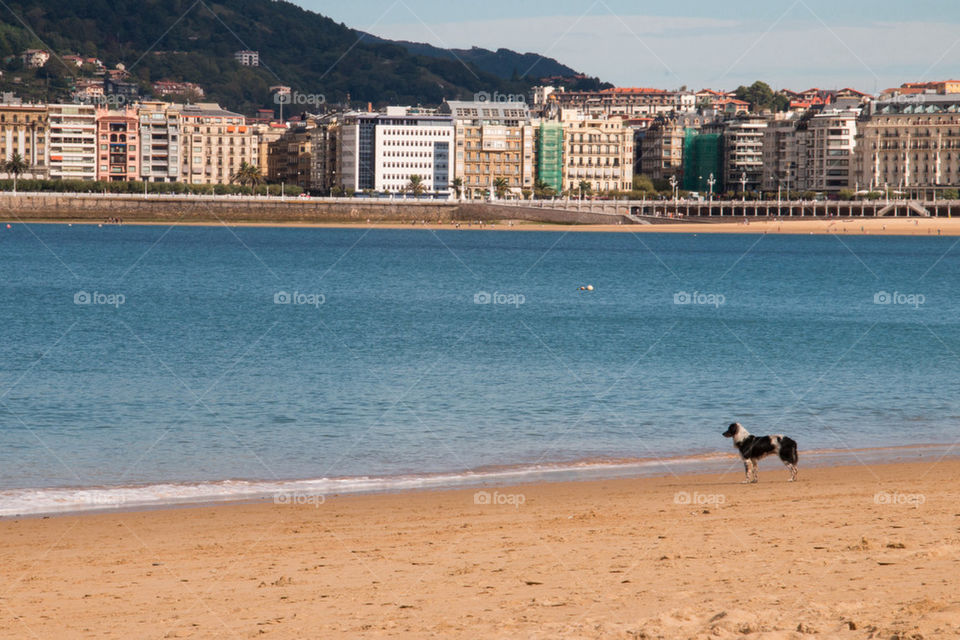 Dog standing on beach